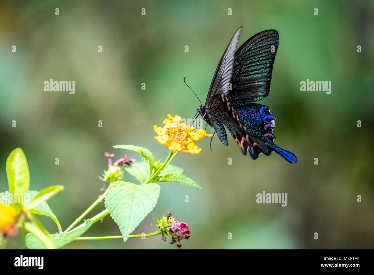 Chinese Peacock (Papilio bianor) manger sur la Banque D'Images