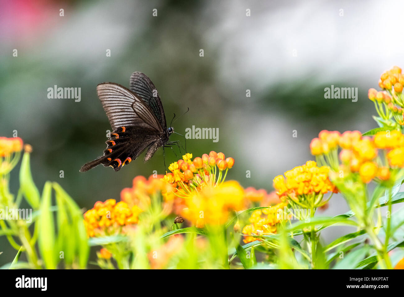 Chinese Peacock (Papilio bianor) manger sur la Banque D'Images
