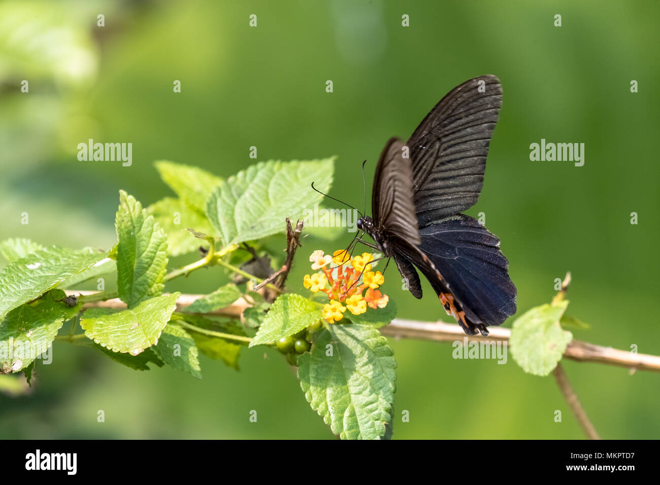 Spangle (Papilio protenor) manger sur la Banque D'Images