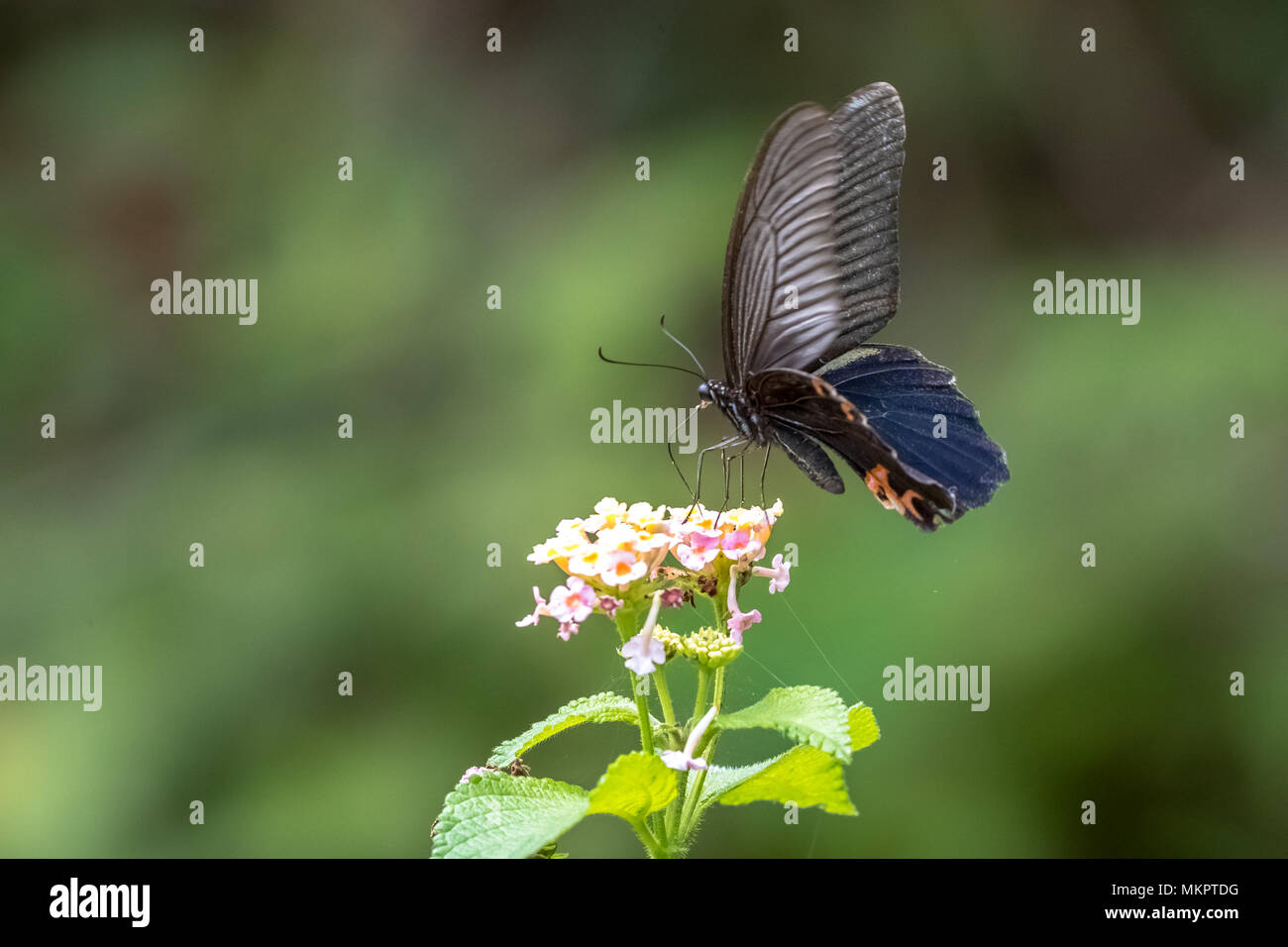 Spangle (Papilio protenor) manger sur la Banque D'Images