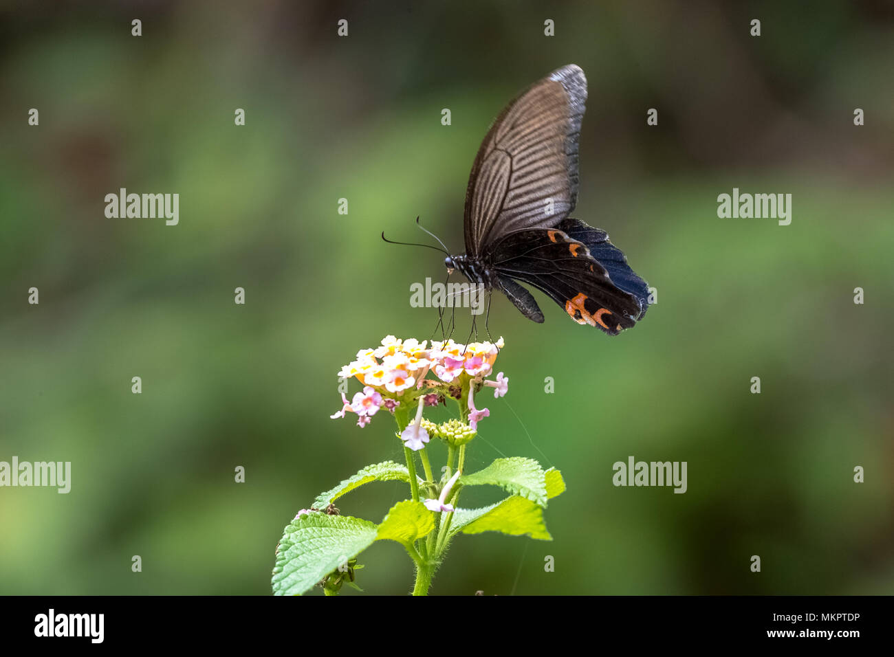 Spangle (Papilio protenor) manger sur la Banque D'Images