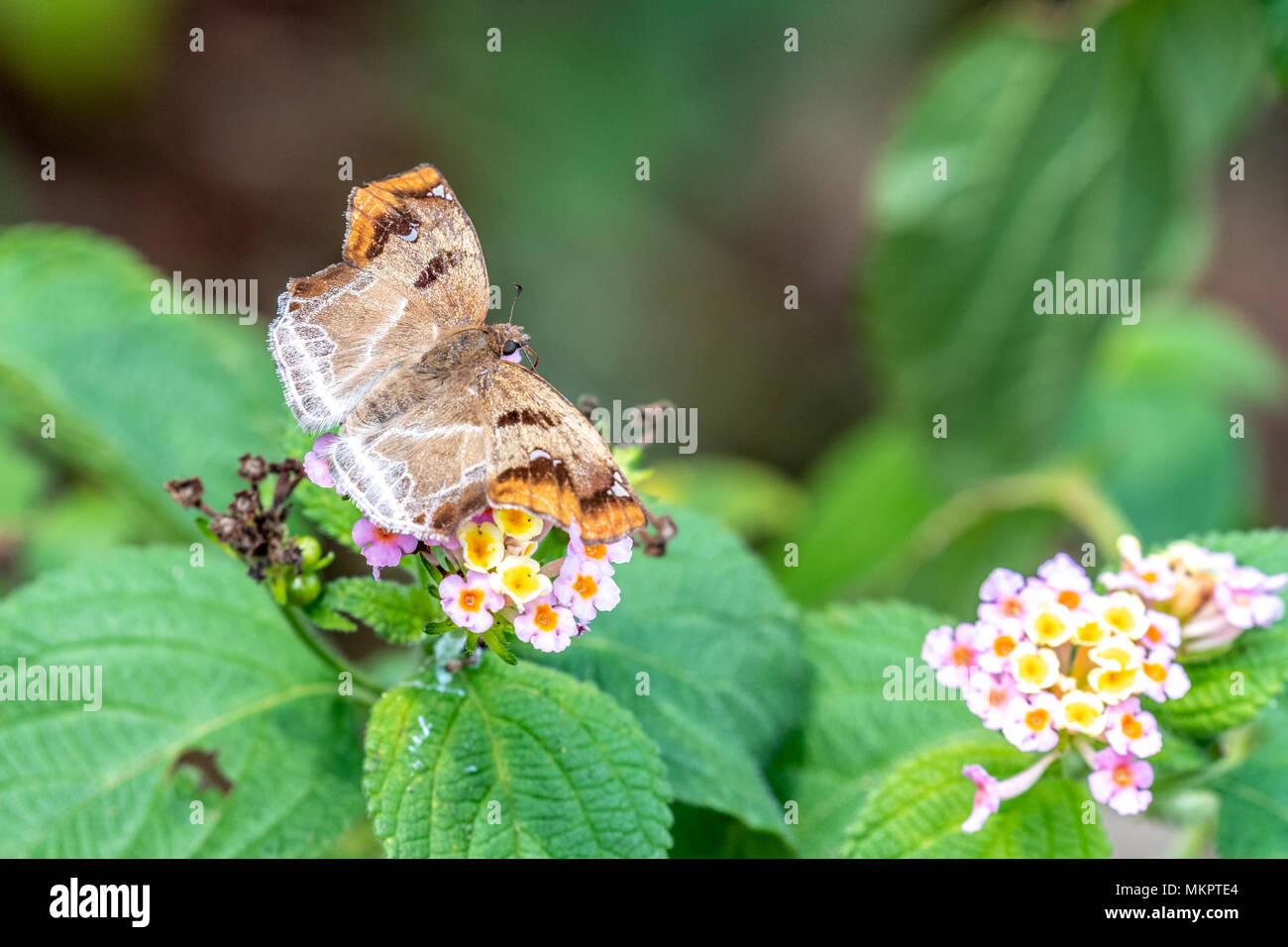 Angle marron (Odontoptilum angulatum) manger sur la Banque D'Images