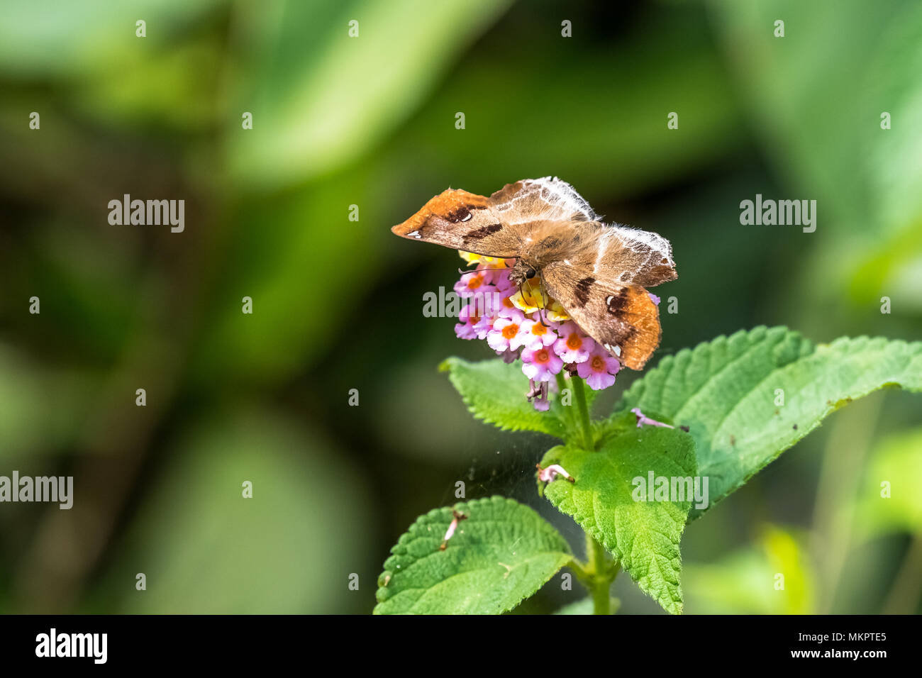 Angle marron (Odontoptilum angulatum) manger sur la Banque D'Images