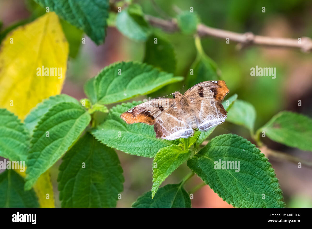 Angle marron (Odontoptilum angulatum) manger sur la Banque D'Images