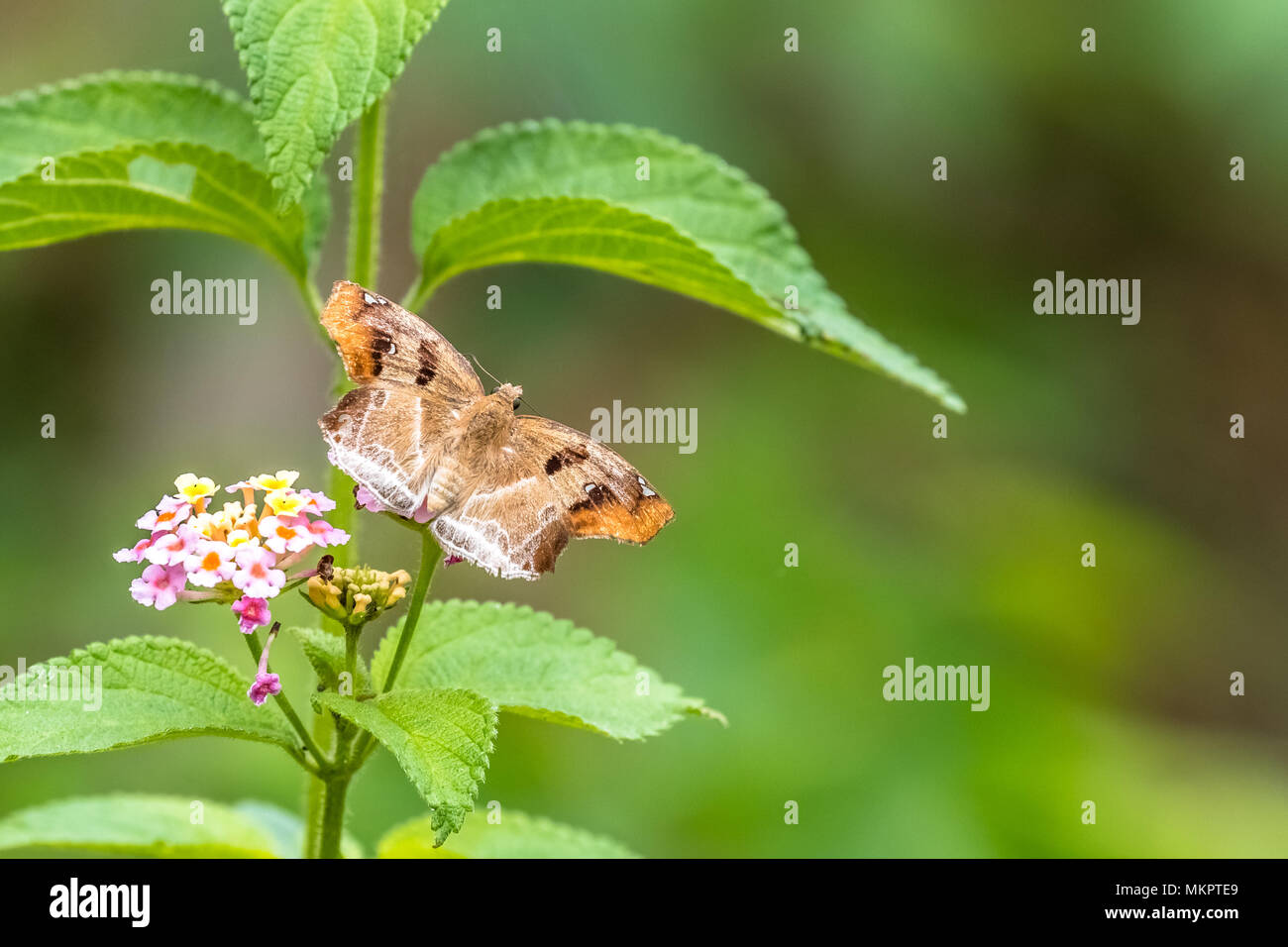 Angle marron (Odontoptilum angulatum) manger sur la Banque D'Images