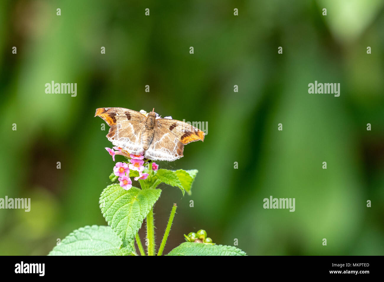 Angle marron (Odontoptilum angulatum) manger sur la Banque D'Images