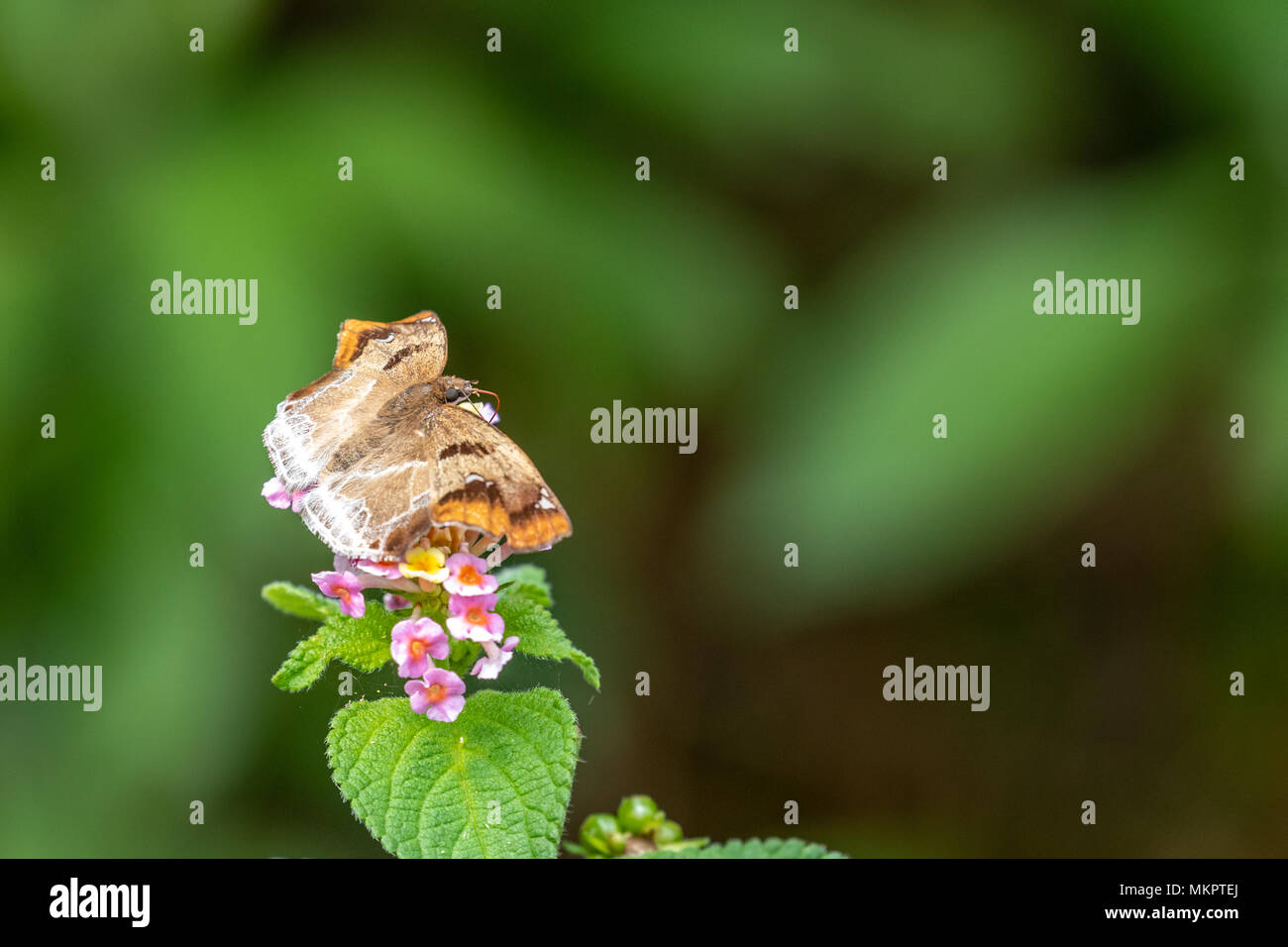 Angle marron (Odontoptilum angulatum) manger sur la Banque D'Images