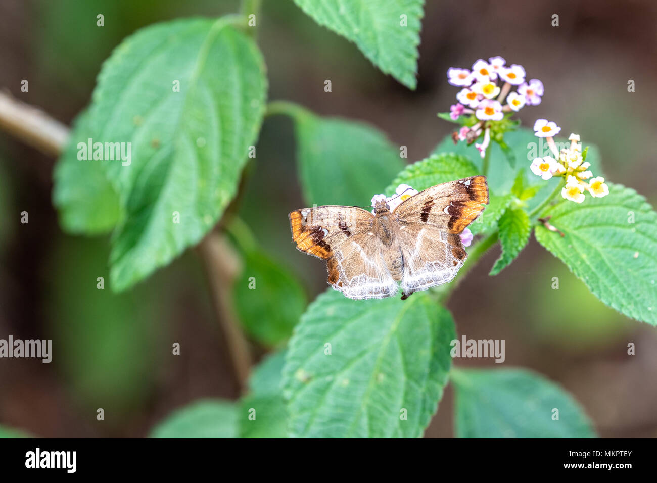 Angle marron (Odontoptilum angulatum) manger sur la Banque D'Images