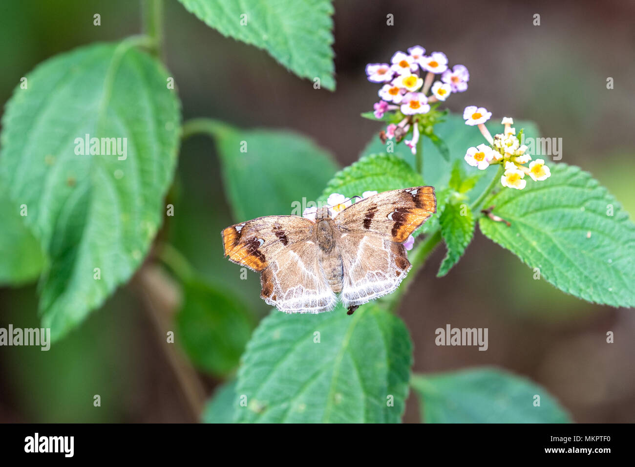 Angle marron (Odontoptilum angulatum) manger sur la Banque D'Images