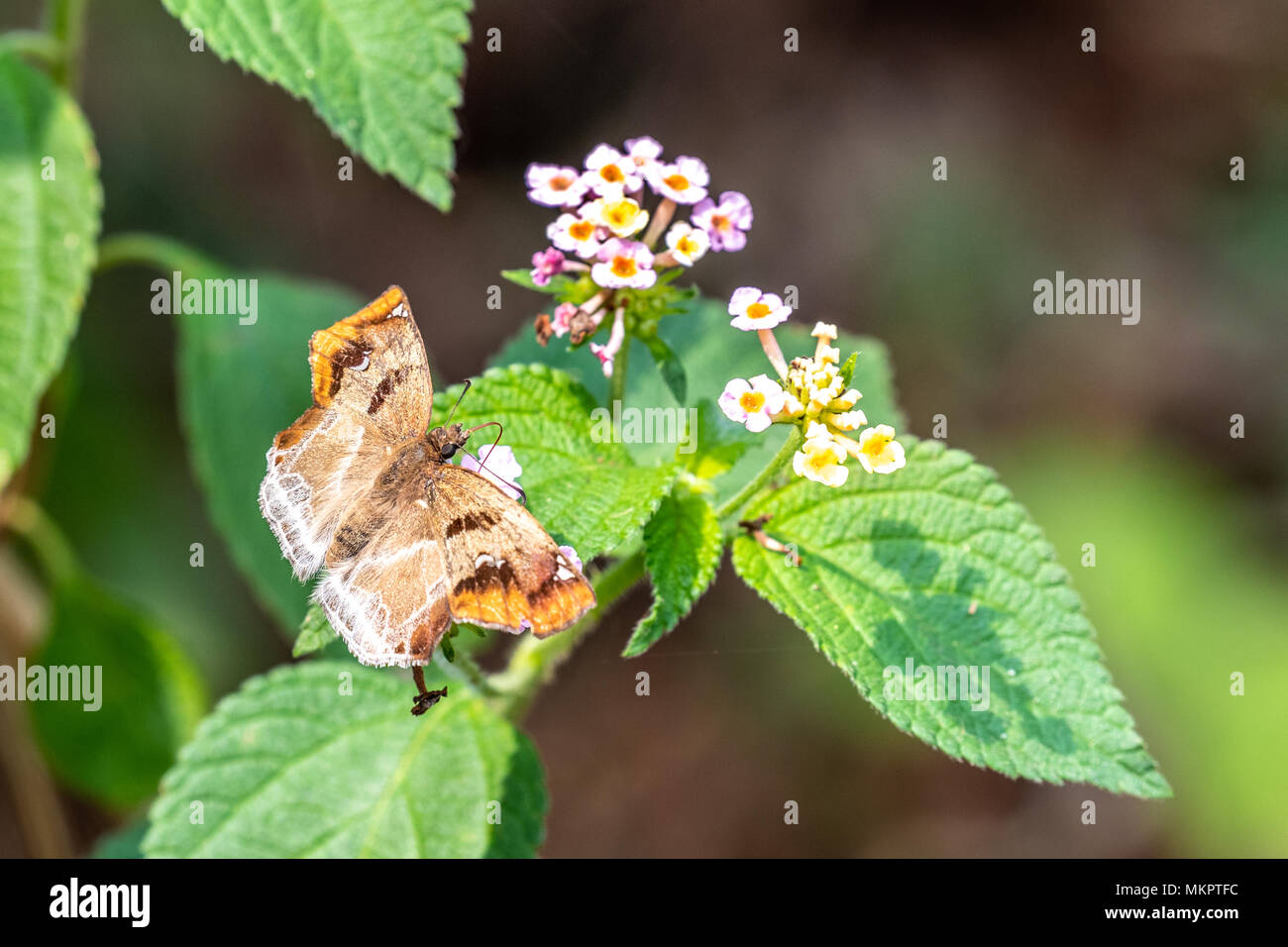 Angle marron (Odontoptilum angulatum) manger sur la Banque D'Images