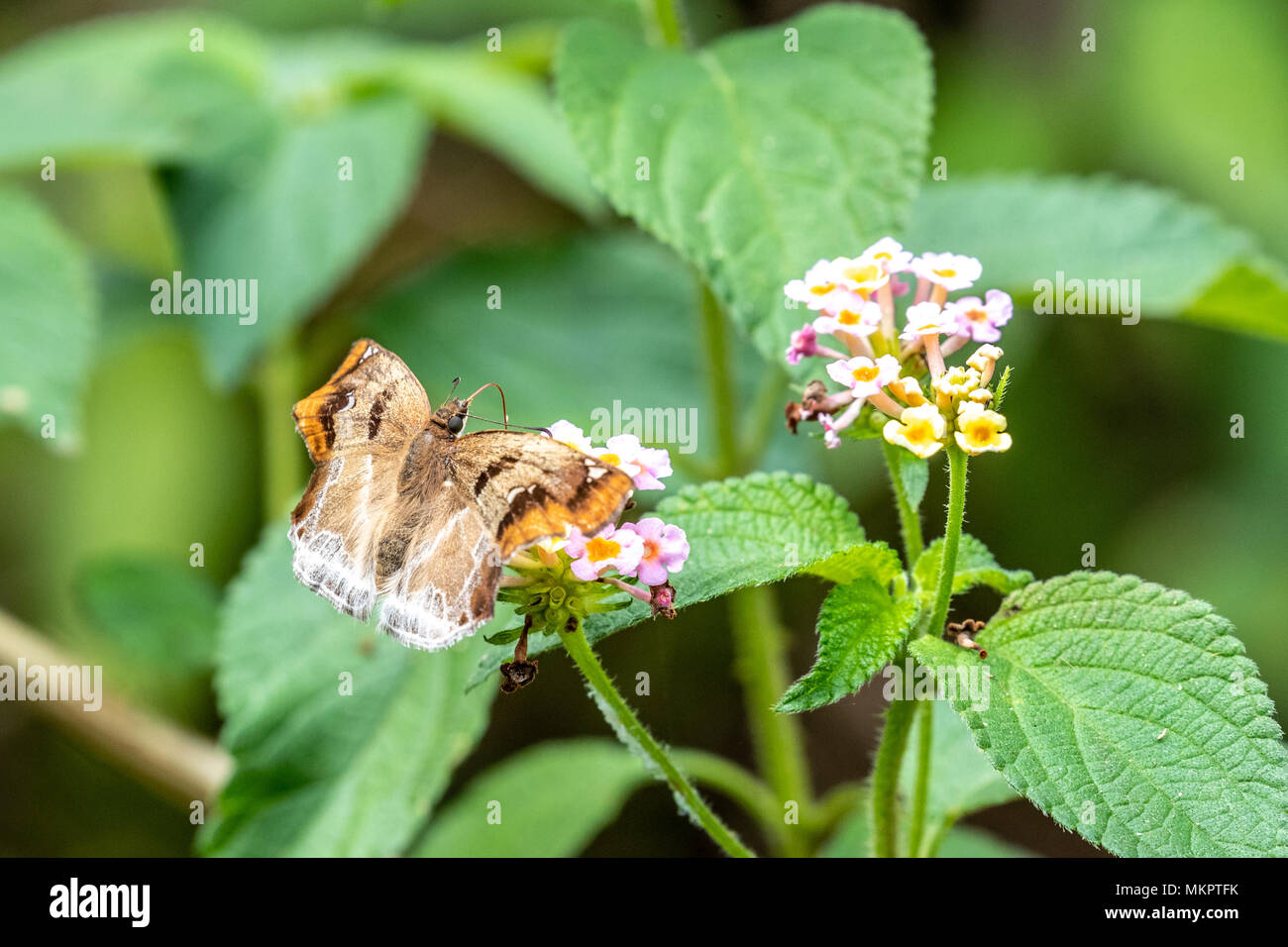 Angle marron (Odontoptilum angulatum) manger sur la Banque D'Images