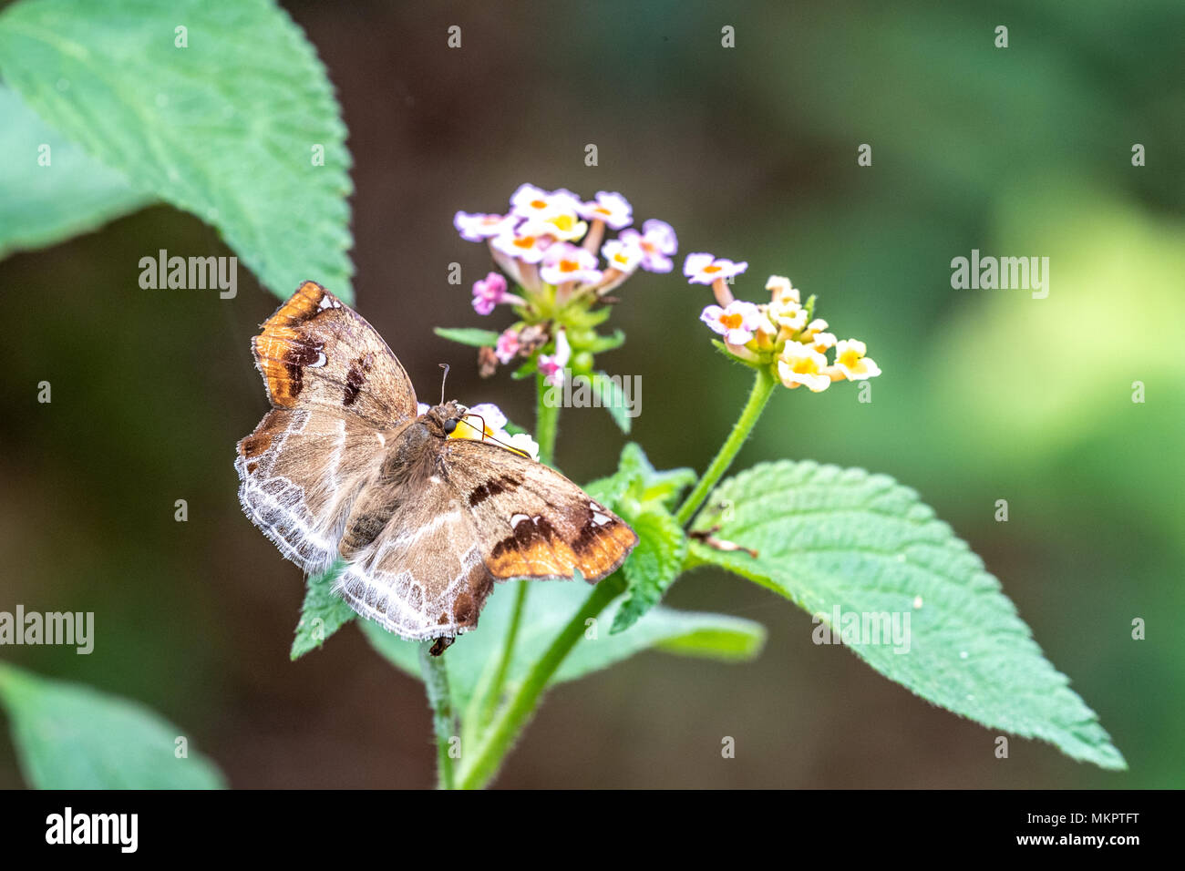 Angle marron (Odontoptilum angulatum) manger sur la Banque D'Images
