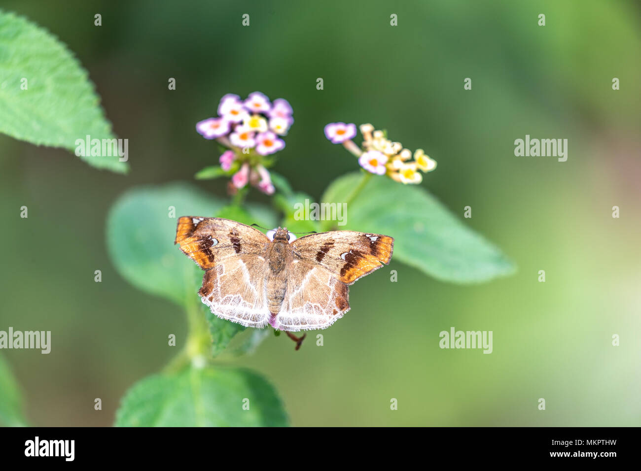 Angle marron (Odontoptilum angulatum) manger sur la Banque D'Images