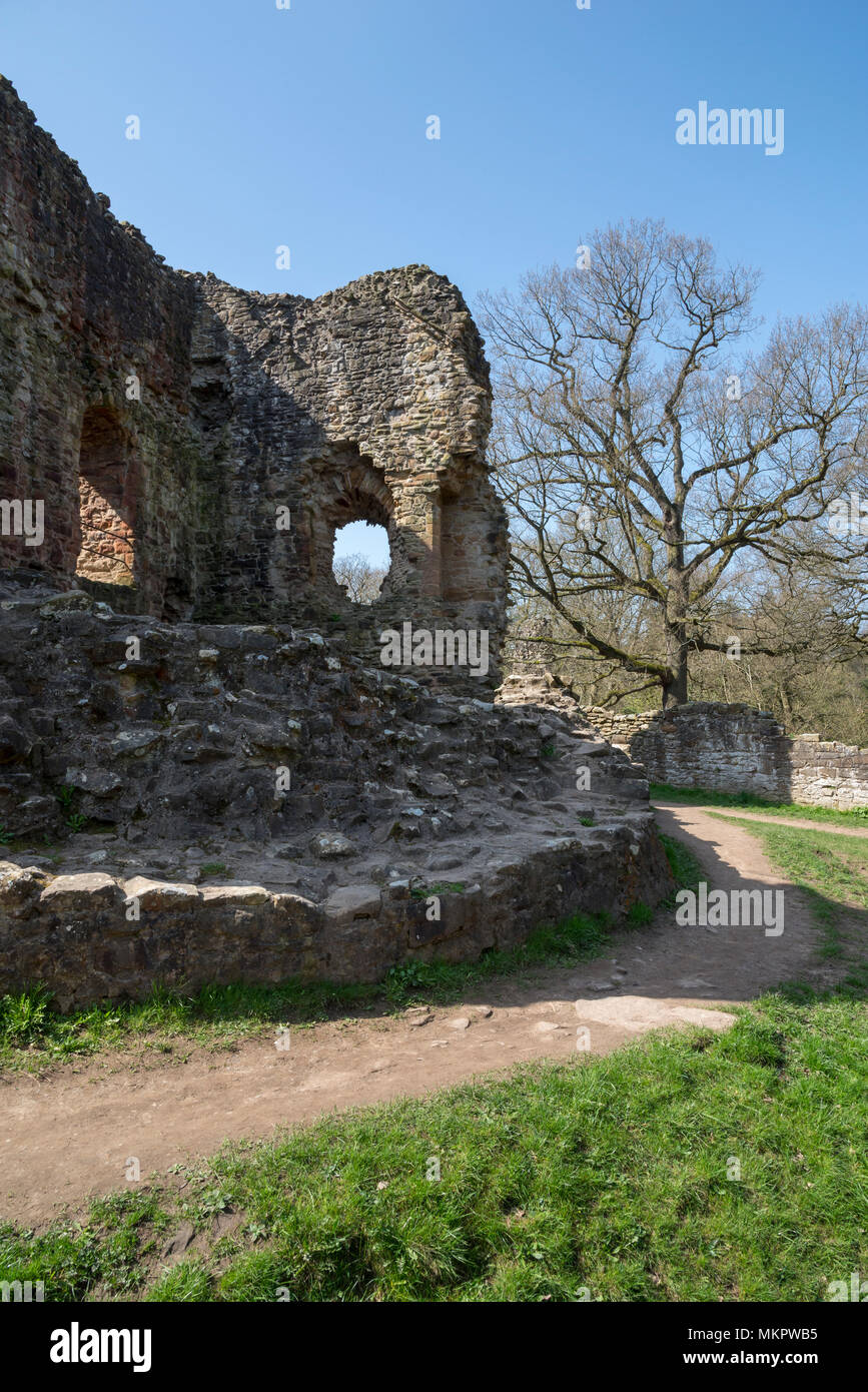 Ruines du château de Ewloe dans le Nord du Pays de Galles. 13e siècle château gallois indigènes caché dans un bois près du village de Ewloe. Partie d'Wepre country park. Banque D'Images