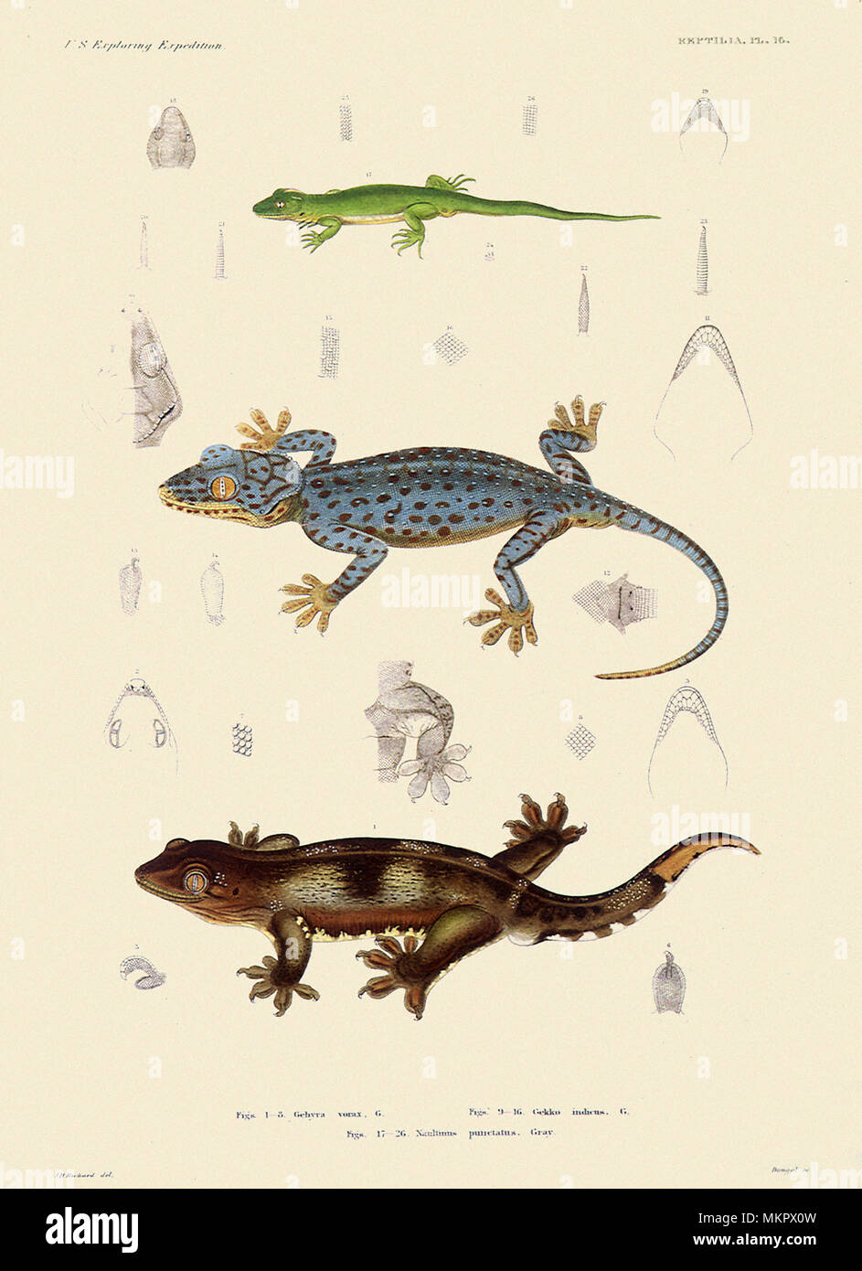 Geckos Banque D'Images