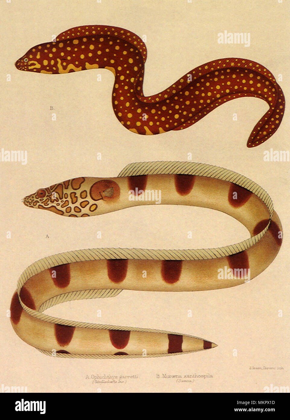 Morray et anguilles Serpent Banque D'Images