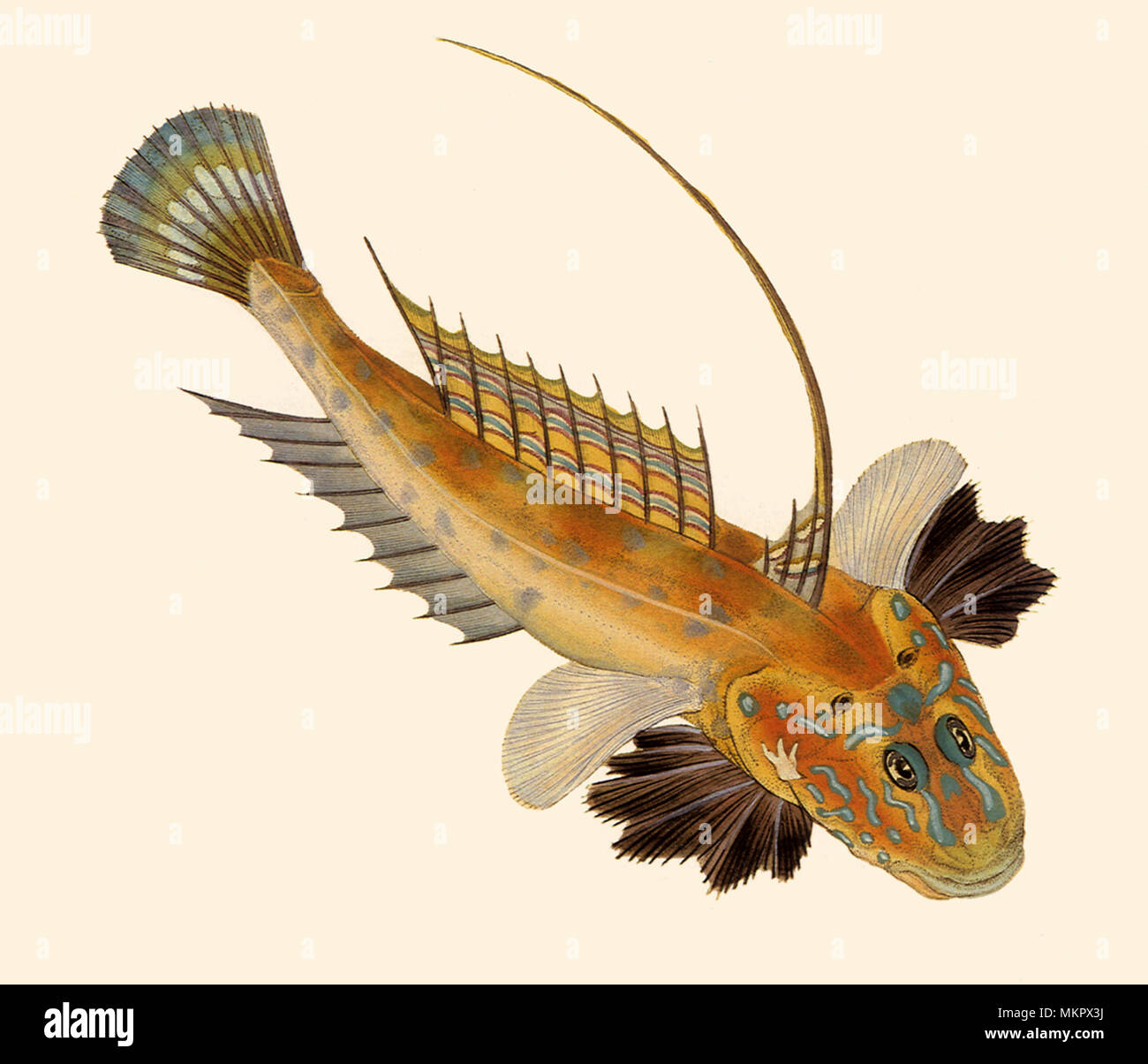 Dragonet, Callionymus lyra Banque D'Images