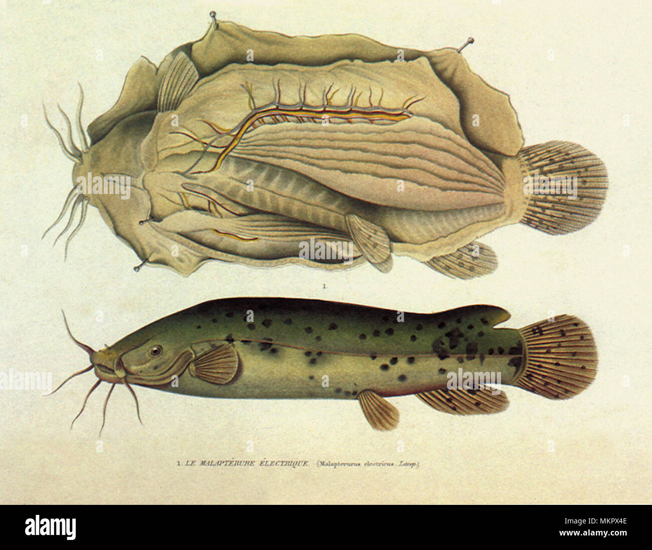 Malapterurus electricus, poisson-chat électrique Banque D'Images