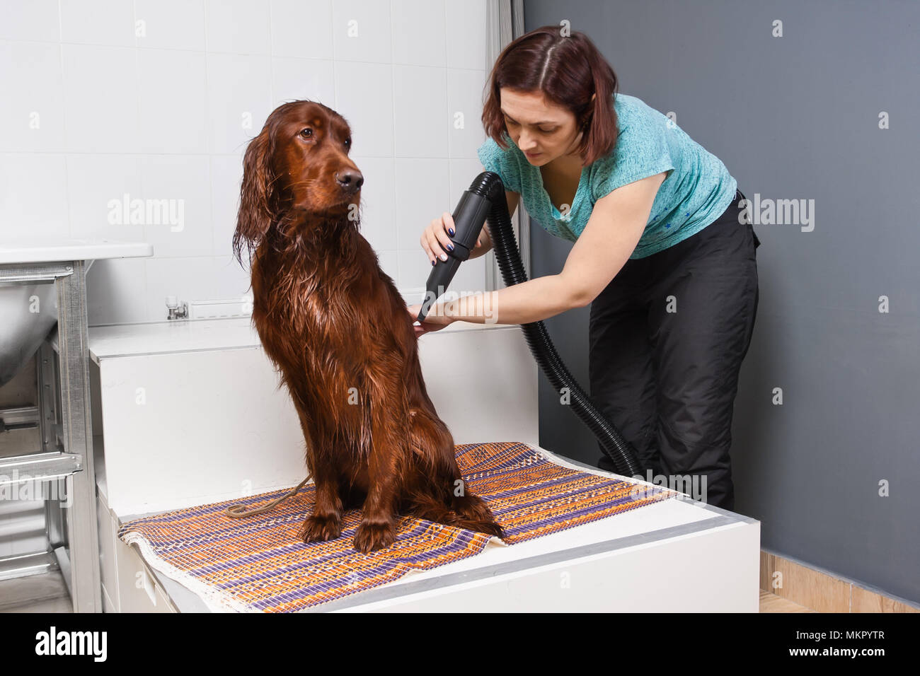 Fourrure de chien de séchage avec un sèche-cheveux Salon Banque D'Images