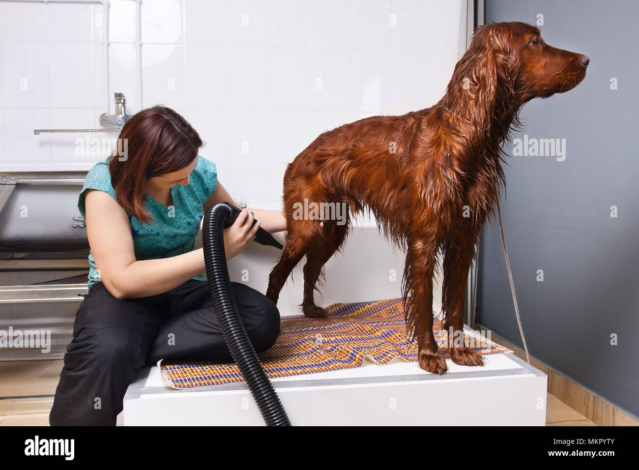 Toiletteur de chien fourrure de séchage avec un sèche-cheveux après lavage au salon Banque D'Images