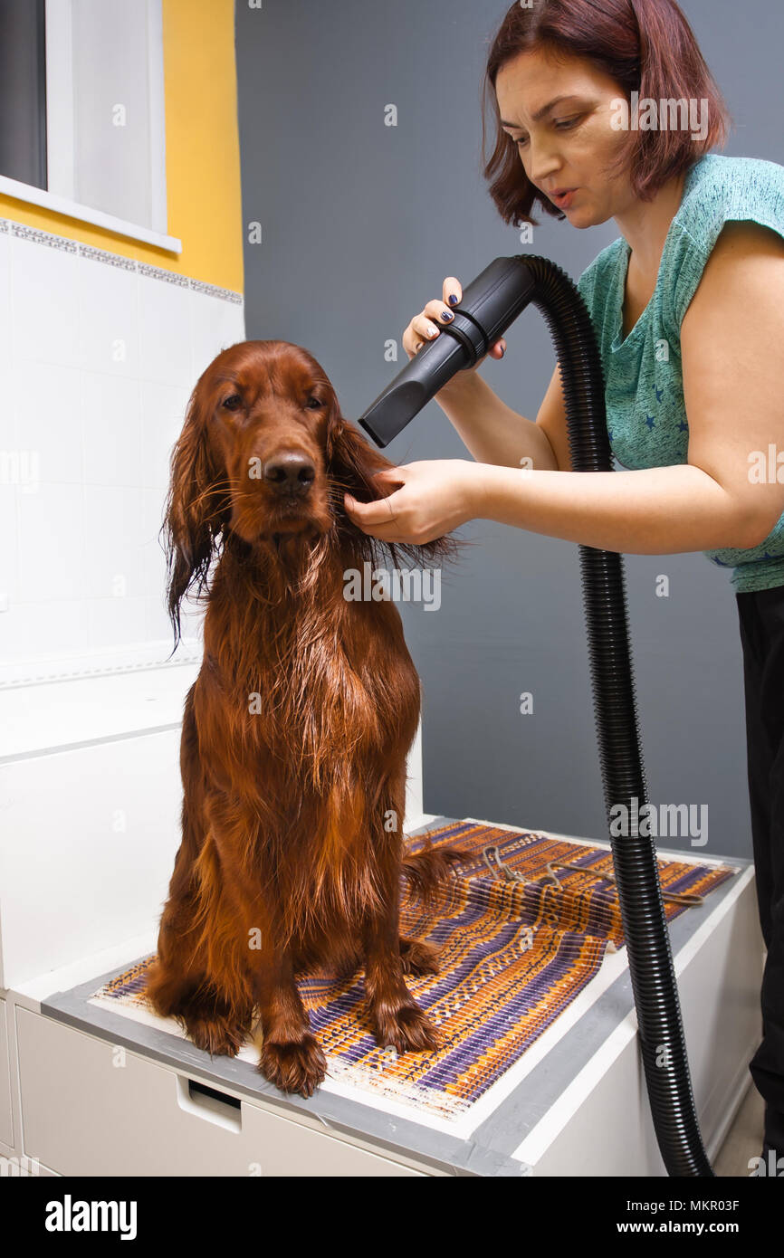 Toiletteur de chien fourrure de séchage avec un sèche-cheveux Salon Banque D'Images