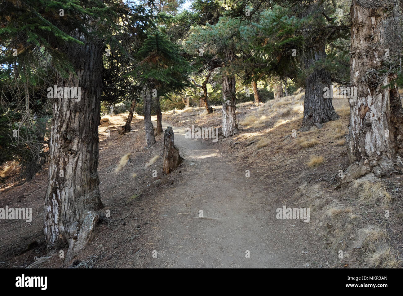 Forêt de pins de montagne haute dans l'Himalaya népalais près de Manang 4896 x 3264 300dpi Banque D'Images Forêt de pins de montagne haute dans l'Himalaya népalais près de Manang 4896 x 3264 300dpi Banque D'Images