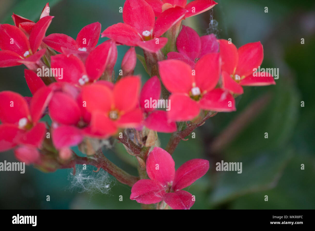 Les fleurs rouges dans le jardin Banque D'Images