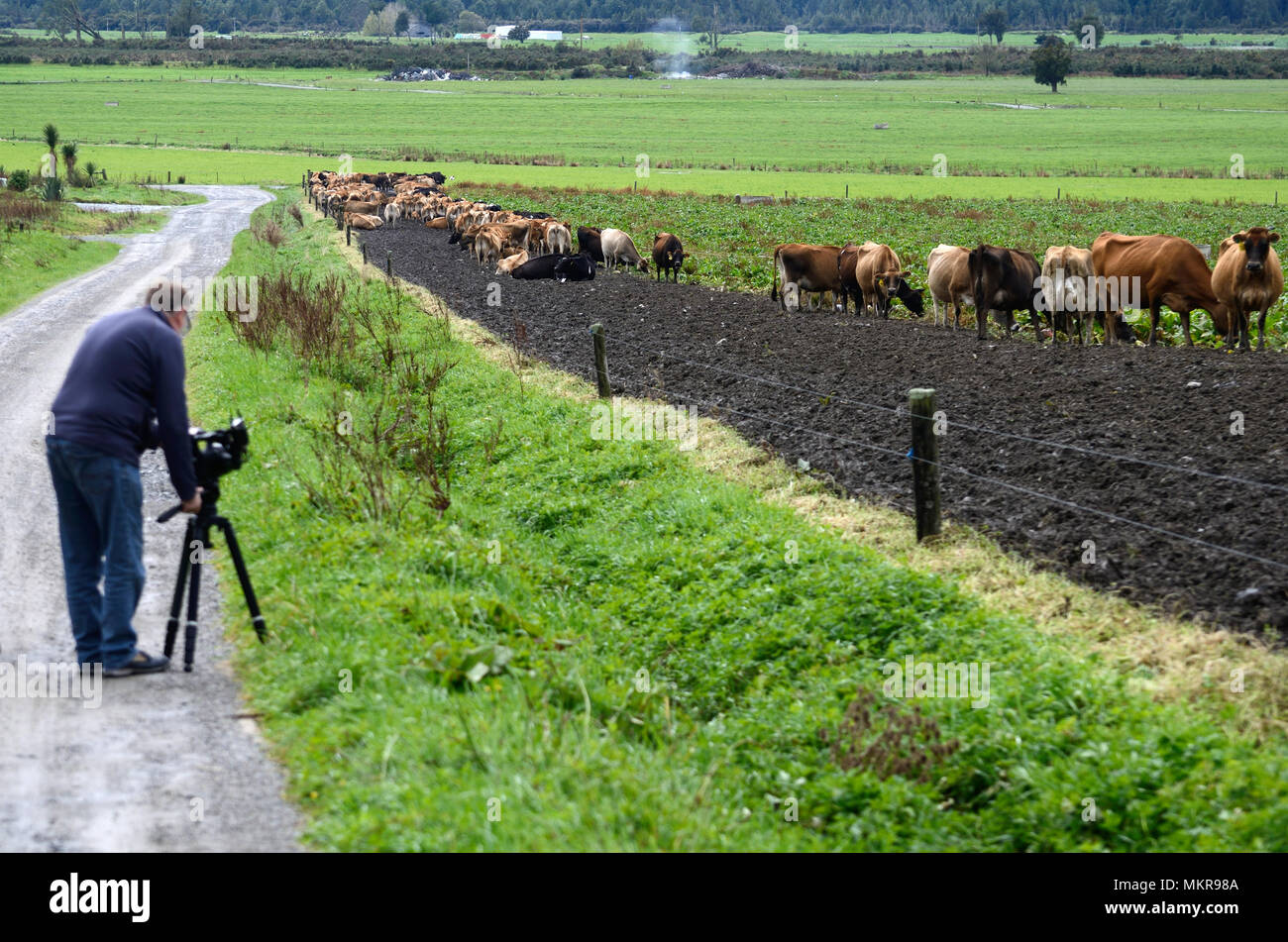 Un caméraman filme un troupeau de vaches au pâturage d'hiver sur la côte ouest de la Nouvelle-Zélande Banque D'Images