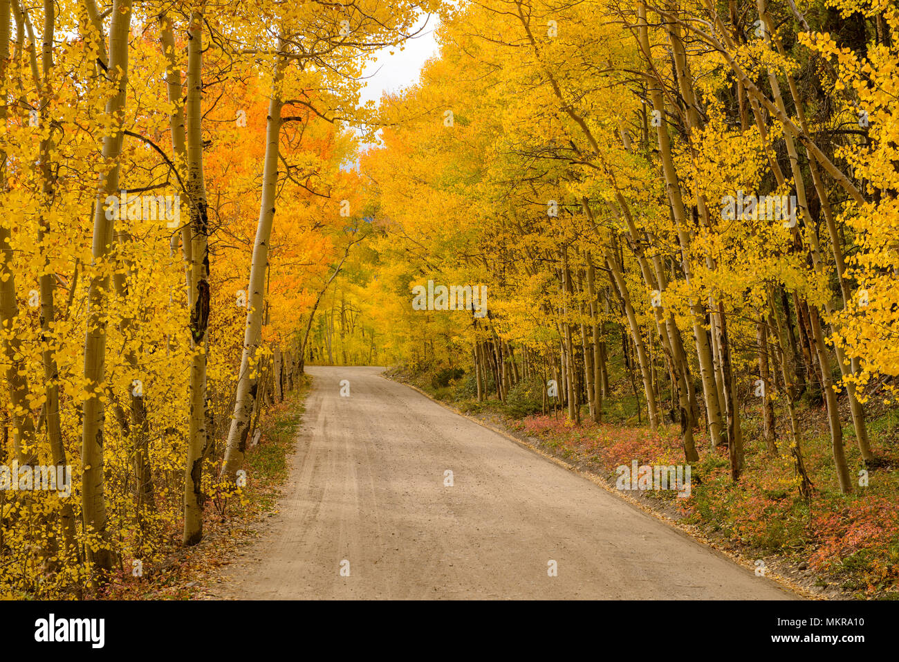 Automne Route - une route de montagne serpentant à travers Autumn aspen grove, Borée Pass, Breckenridge, Colorado, USA. Banque D'Images