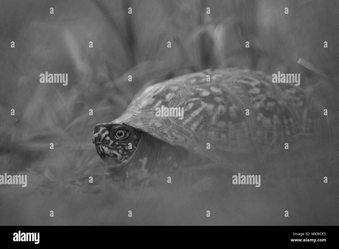 Un common box turtle (Terrapene carolina) photographié à un angle bas dans l'herbe haute. En noir et blanc. Banque D'Images