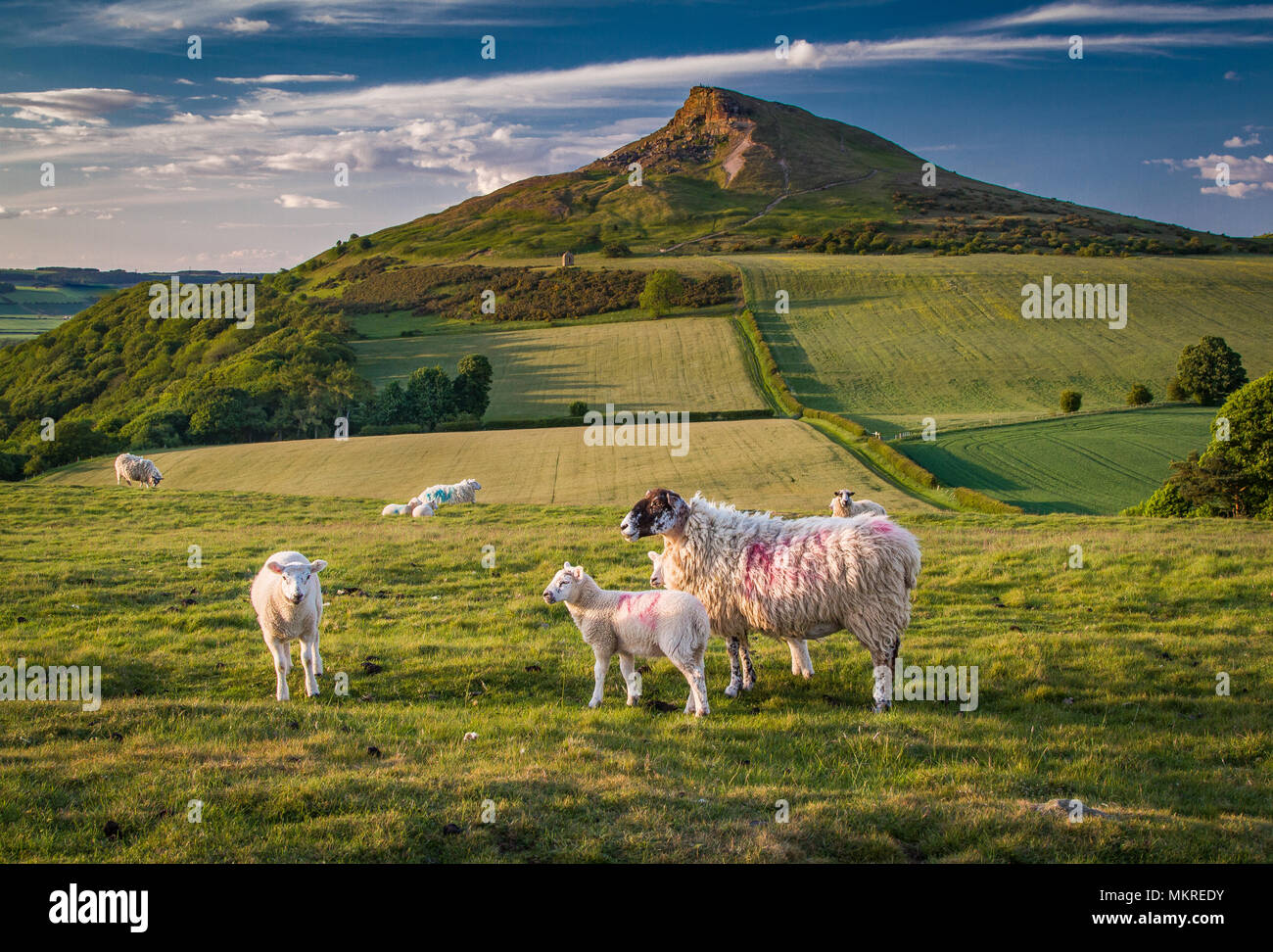 Avis de Roseberry Topping Yorkshire avec des moutons en premier plan Banque D'Images