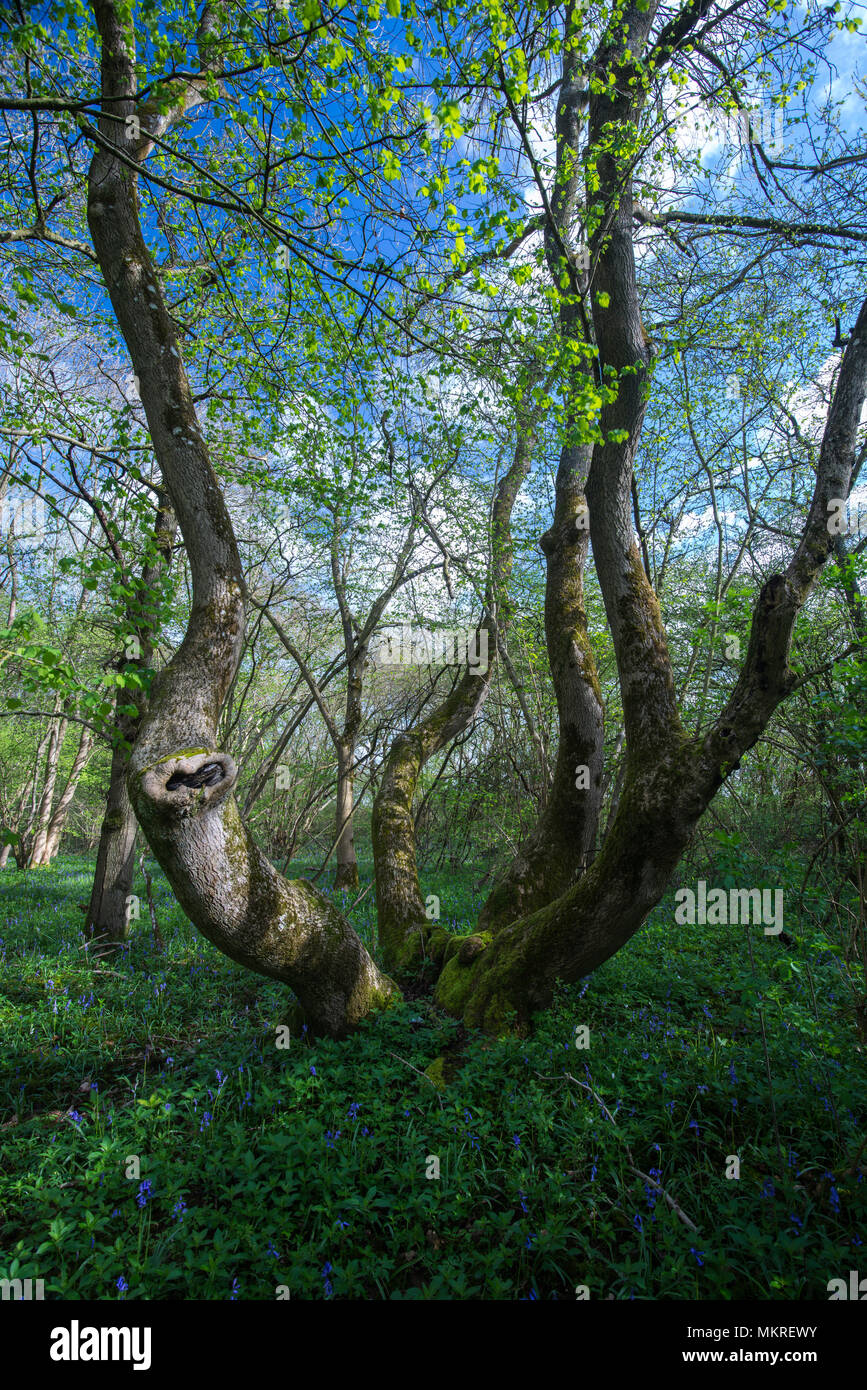 Étêtés matures - frêne Fraxinus excelsior, au printemps, le bois, le Stoke Oxfordshire. Banque D'Images