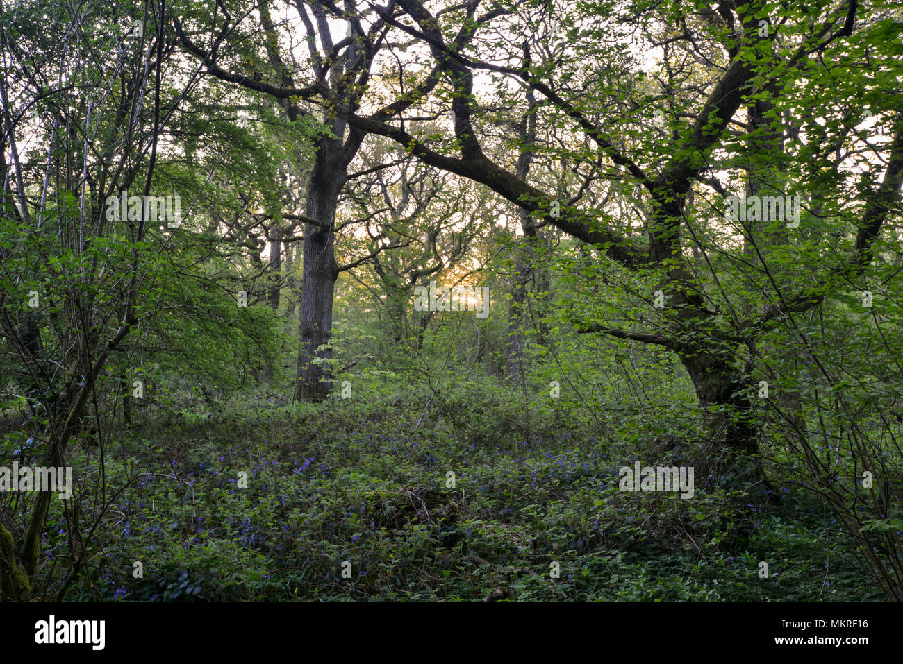 Stoke Woods, Bicester Oxfordshire, administré par le Woodland Trust Banque D'Images