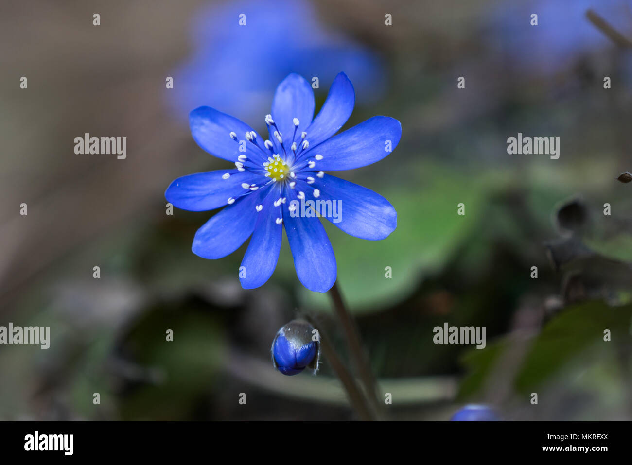 L'hépatique d'Amérique dans la nature, j'ai trouvé ce fleurs dans une forêt vierge de montagnes Cozia Banque D'Images