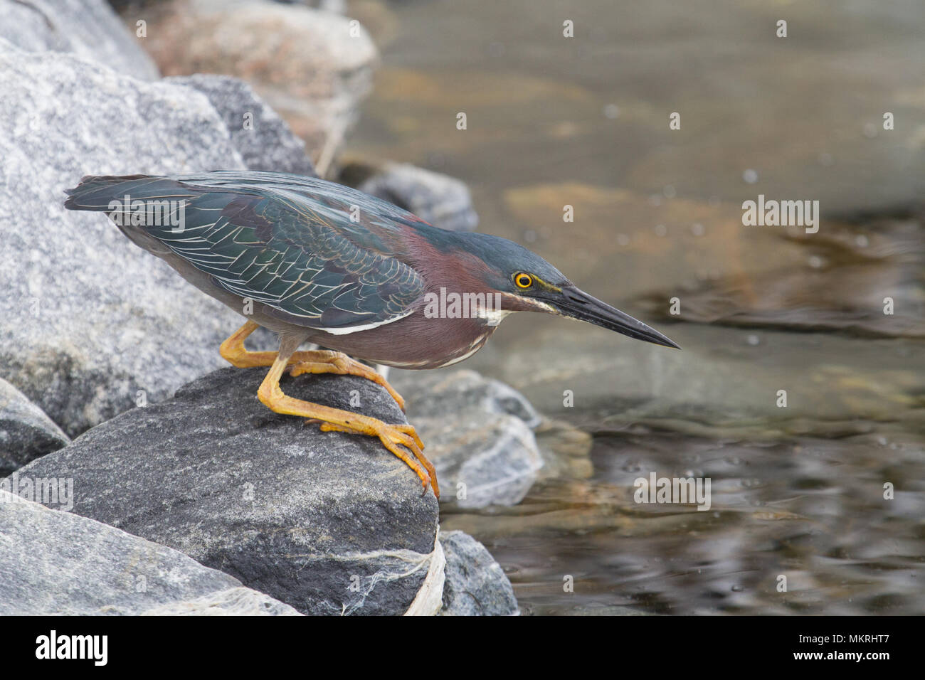 Un adulte le héron vert en posture de chasse. Banque D'Images