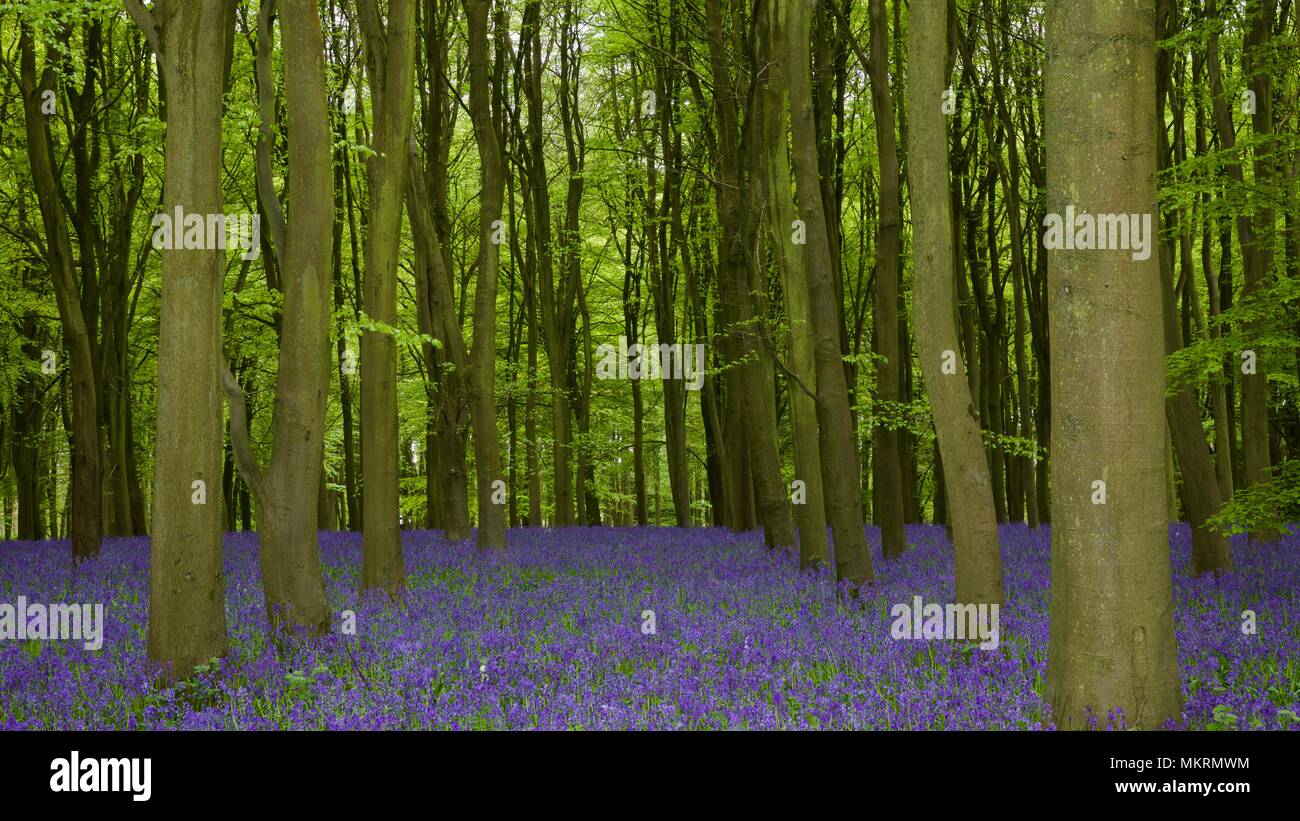 Bluebells à Badbury Hill, Faringdon Banque D'Images