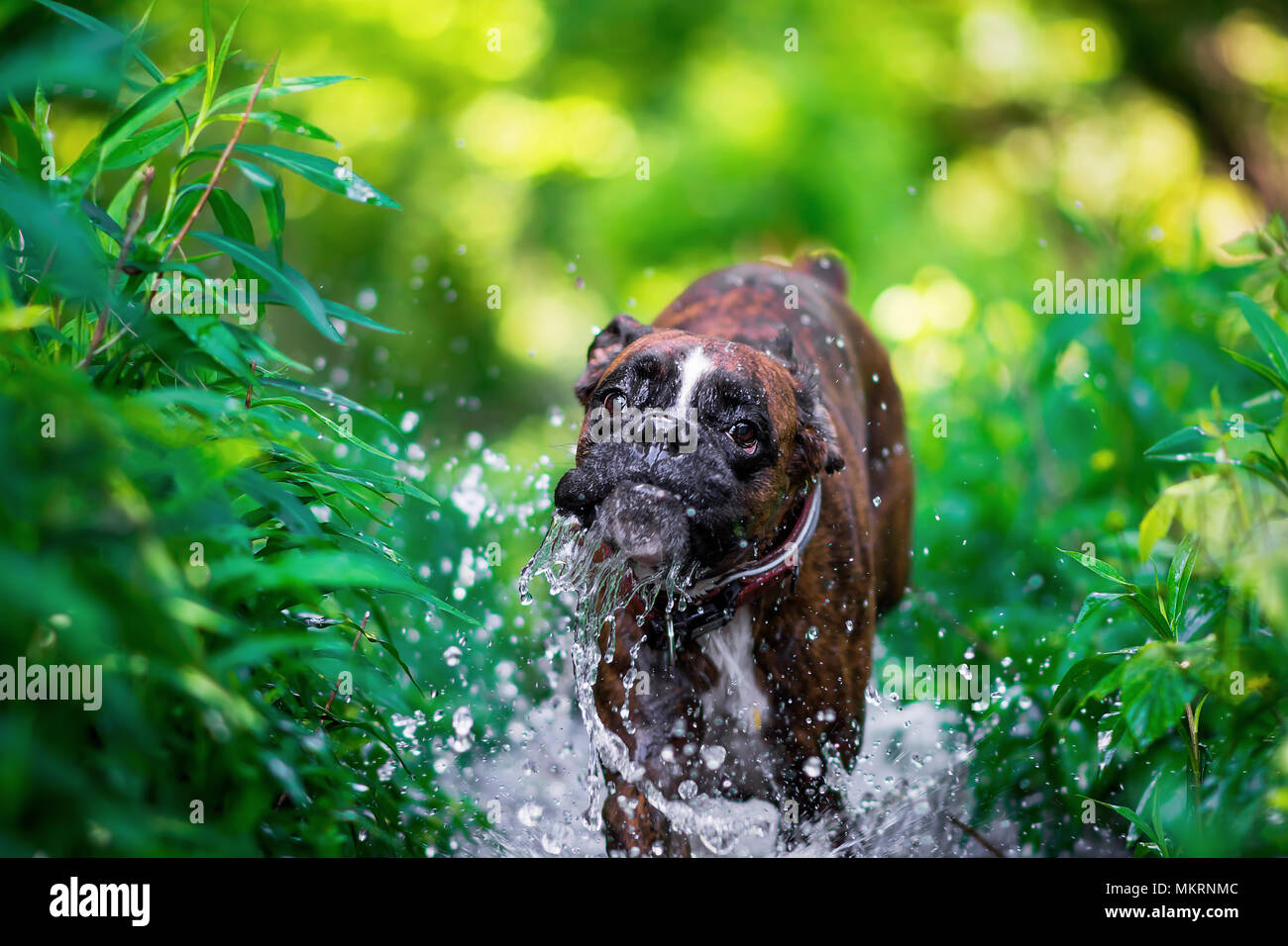 Boxer chien qui court à travers l'eau à l'intérieur des terres ...