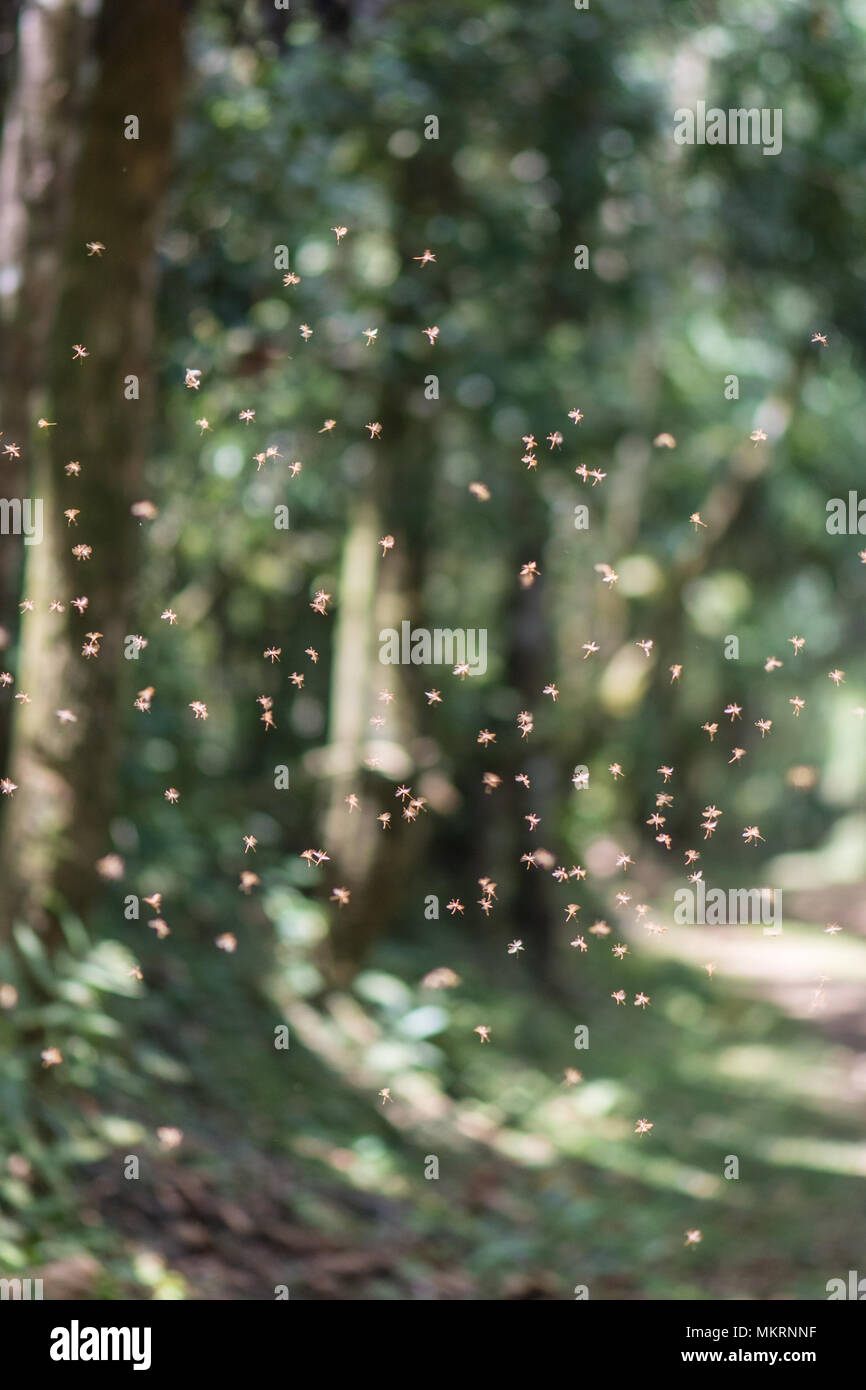 Des moucherons dans les rayons du soleil Banque D'Images