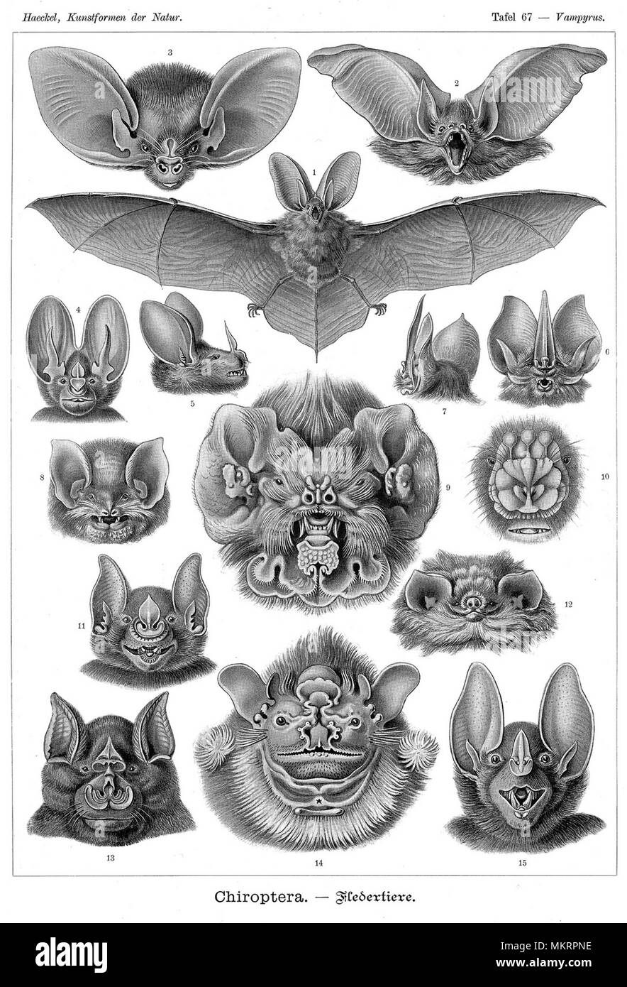 Types de chauves-souris fiche d'illustrations Banque D'Images