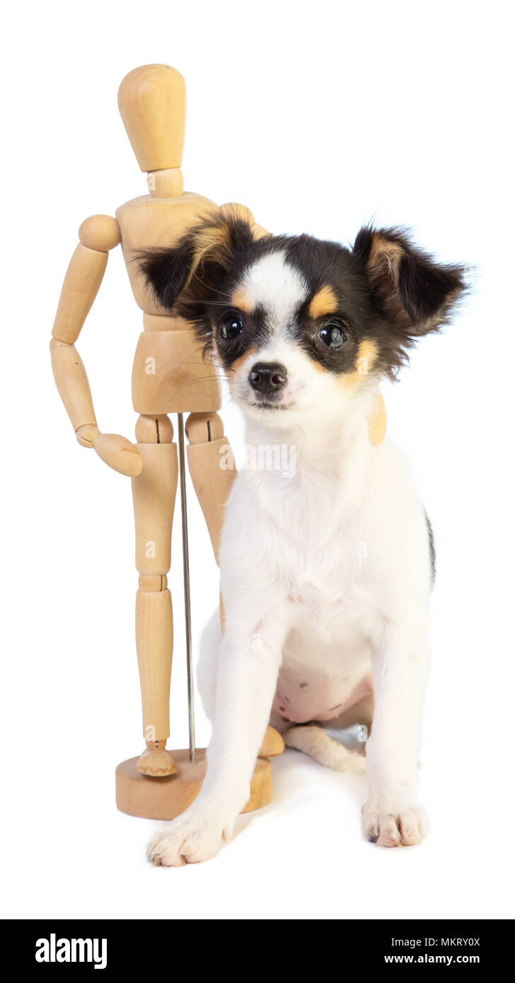 Chihuahua avec un mannequin en bois sur fond blanc Banque D'Images