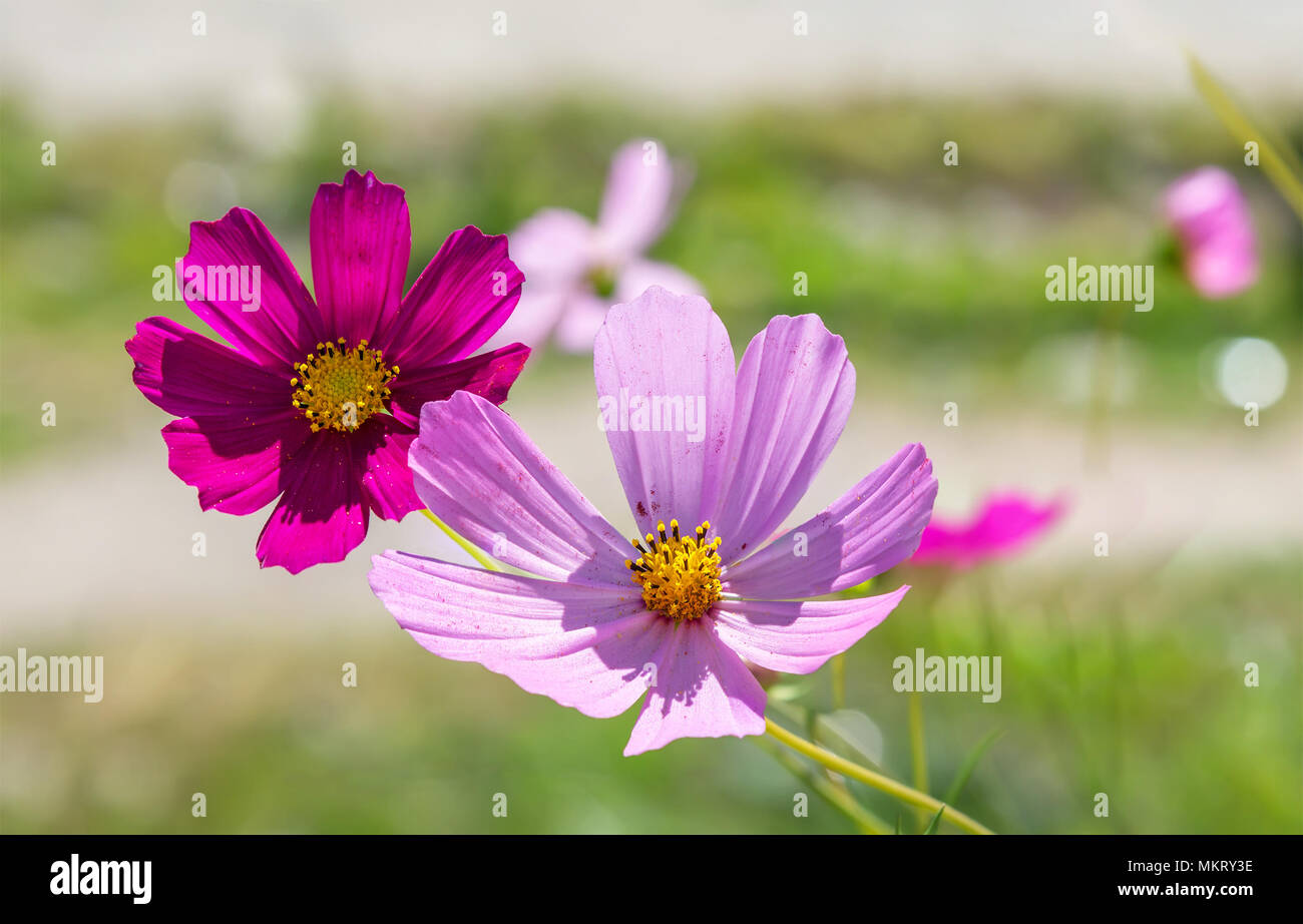 Cosmos fleurs sur fond d'été. Banque D'Images
