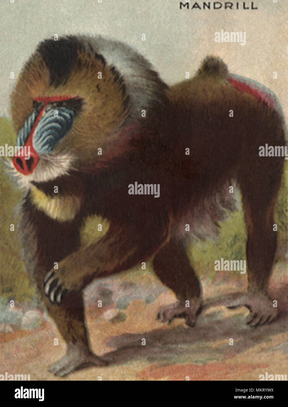 Mandrill Banque D'Images