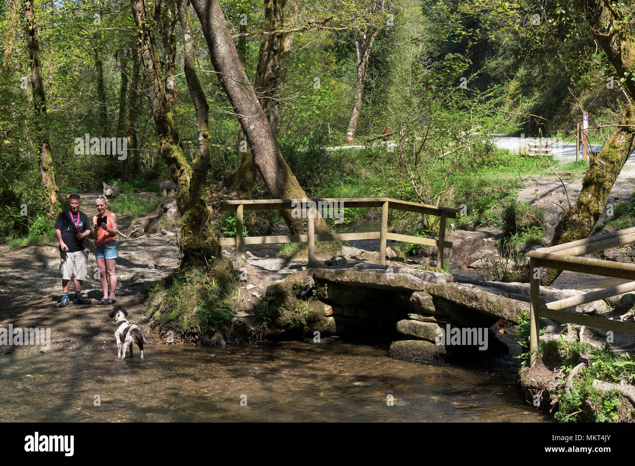 Dame vale bridge, cardinham woods, Cornwall, Angleterre, Grande-Bretagne, Royaume-Uni. Banque D'Images