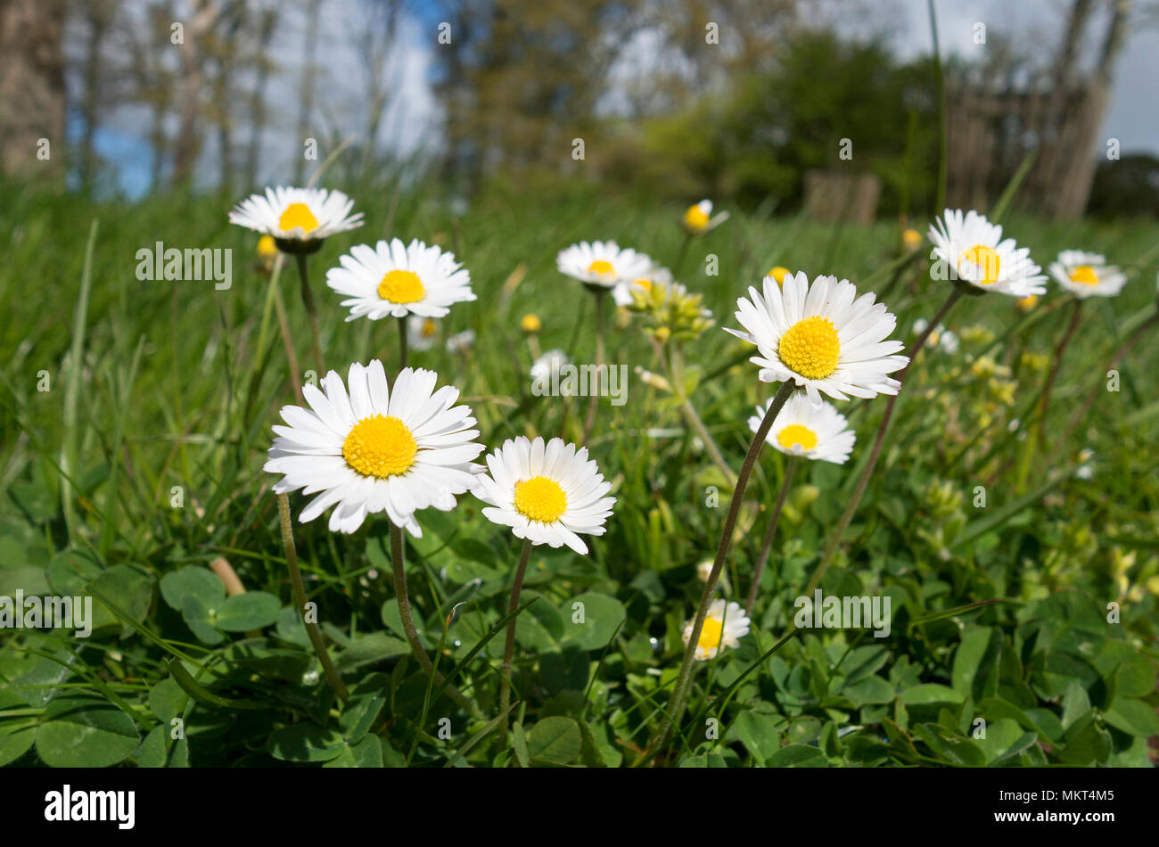 L'anglais commun lanw marguerites daisy Banque D'Images