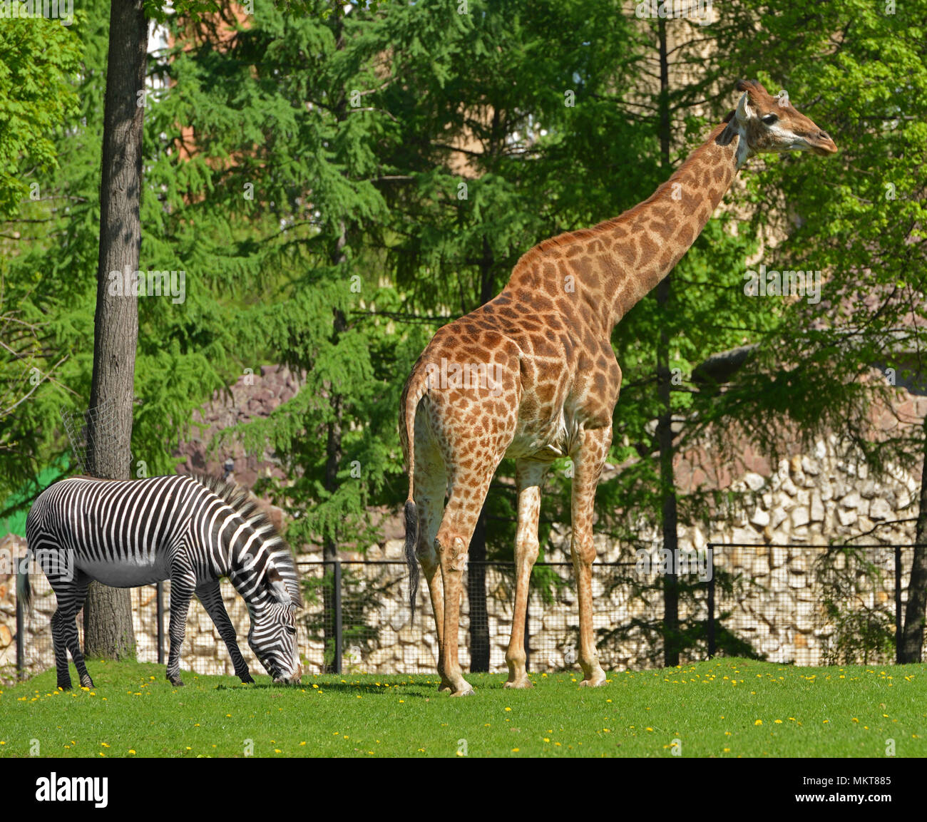 Girafe (Giraffa camelopardalis) et le Zèbre de Grévy (Equus grevyi) au printemps Banque D'Images