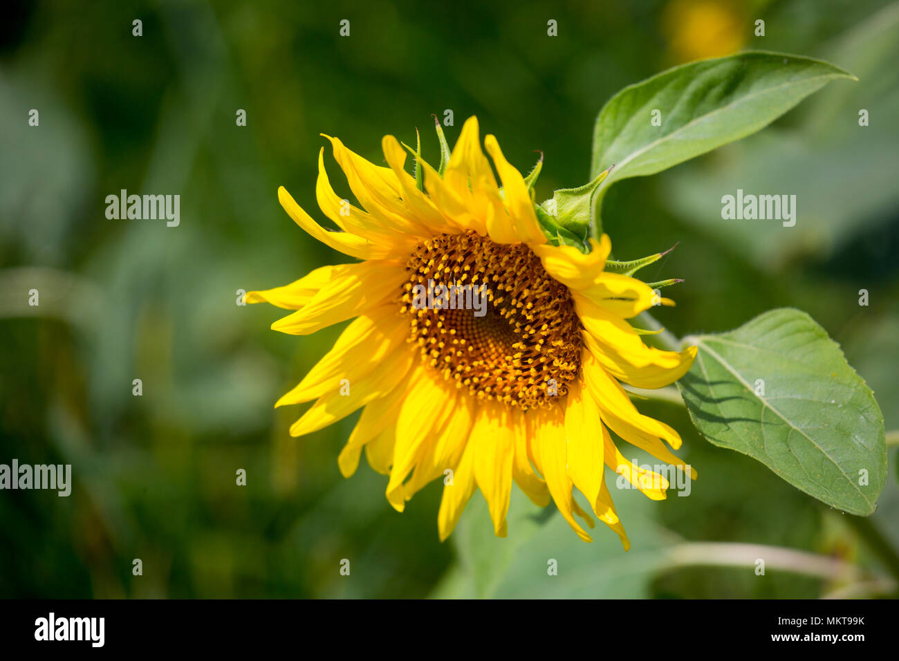 La culture du tournesol a augmenté trois fois au cours des dernières années, en particulier dans le domaine de l'Subarnachar Noakhali district, car les agriculteurs locaux Banque D'Images