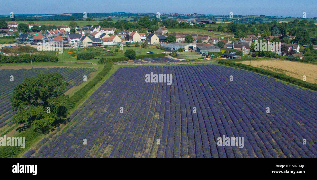 Le Somerset Lavender Farm Banque D'Images