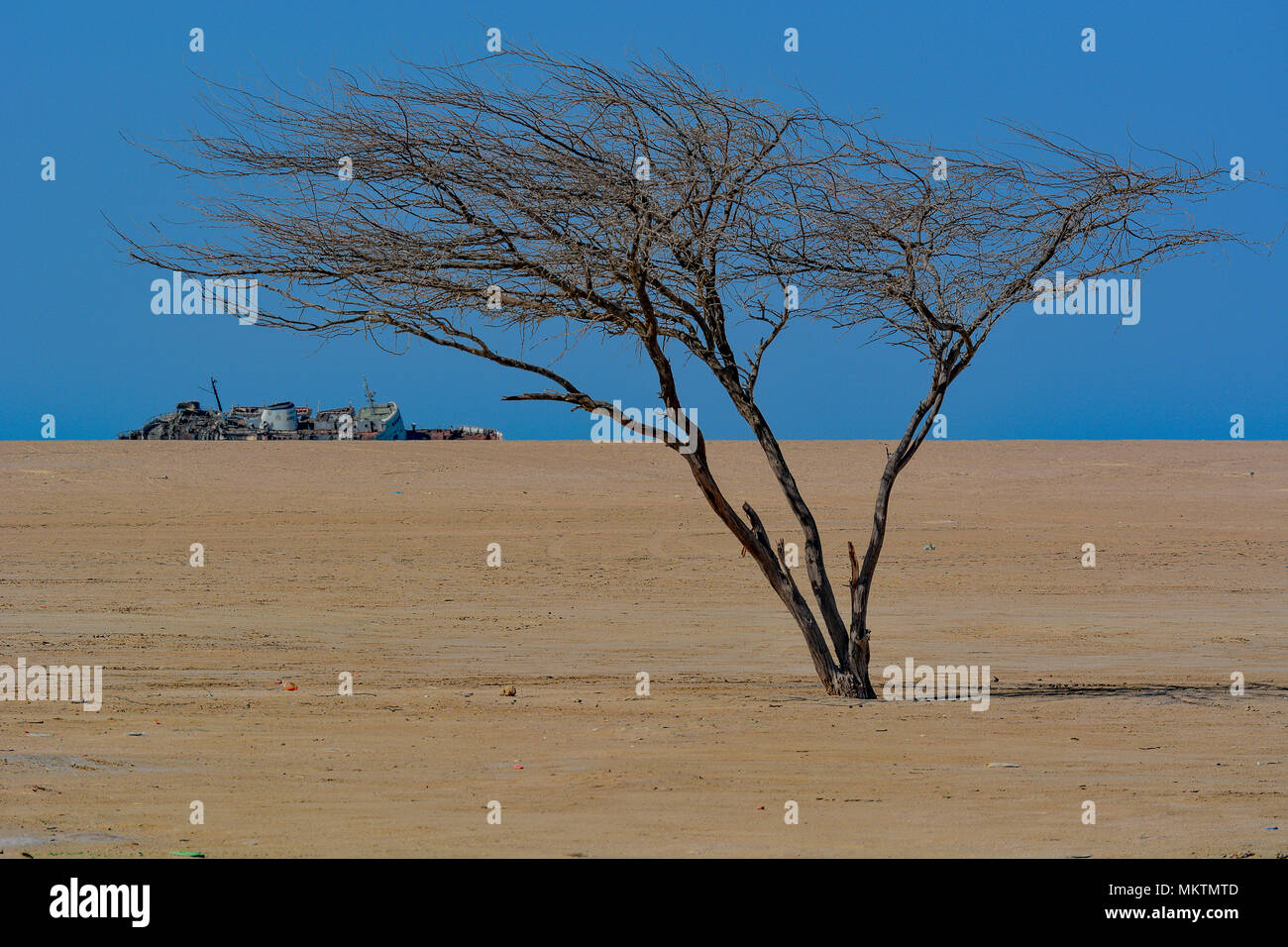 Juxtaposition d'arbre en désert littoral avec navire abandonné sur la côte de la mer Rouge de l'Arabie Saoudite. Banque D'Images