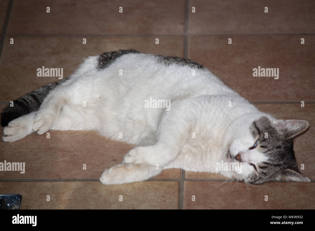 Chat dort dans la salle de séjour Banque D'Images