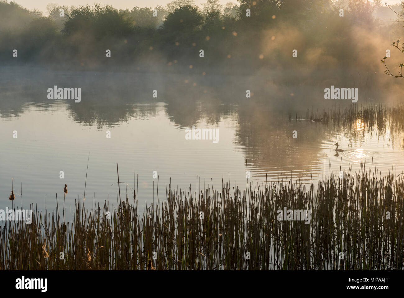 Brume matinale passant de Blue Lagoon Nature Reserve, Bletchley, Milton Keynes, Buckinghamshire, le 8 mai 2018 Banque D'Images